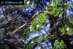 ptyas mucosus oriental rat snake ptyas mucosus oriental rat snake