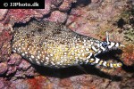 enchelycore pardalis enchelycore pardalis