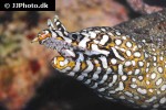 enchelycore pardalis enchelycore pardalis