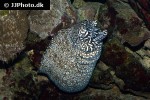 enchelycore pardalis enchelycore pardalis