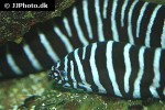 gymnomuraena zebra gymnomuraena zebra