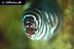 gymnomuraena zebra gymnomuraena zebra