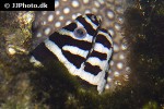 gymnomuraena zebra gymnomuraena zebra