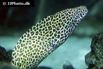 gymnothorax favagineus gymnothorax favagineus