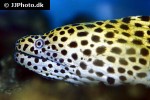 gymnothorax favagineus gymnothorax favagineus