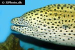 gymnothorax favagineus gymnothorax favagineus