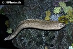 gymnothorax favagineus gymnothorax favagineus