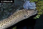 gymnothorax favagineus gymnothorax favagineus