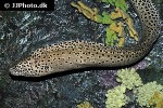 gymnothorax favagineus gymnothorax favagineus