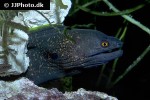 gymnothorax flavimarginatus gymnothorax flavimarginatus