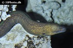 gymnothorax flavimarginatus gymnothorax flavimarginatus