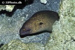 gymnothorax flavimarginatus gymnothorax flavimarginatus