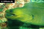 gymnothorax funebris gymnothorax funebris