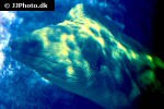 gymnothorax funebris gymnothorax funebris