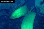 gymnothorax funebris gymnothorax funebris