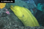 gymnothorax funebris gymnothorax funebris