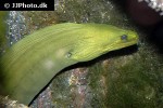 gymnothorax funebris gymnothorax funebris