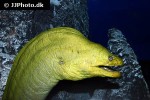 gymnothorax funebris gymnothorax funebris