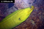 gymnothorax funebris gymnothorax funebris