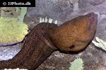 gymnothorax javanicus gymnothorax javanicus