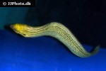 gymnothorax javanicus gymnothorax javanicus