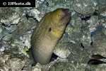 gymnothorax javanicus gymnothorax javanicus