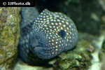 gymnothorax meleagris gymnothorax meleagris