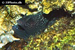 gymnothorax meleagris gymnothorax meleagris