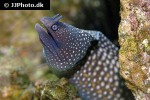 gymnothorax meleagris gymnothorax meleagris