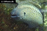 gymnothorax meleagris gymnothorax meleagris