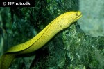 gymnothorax miliaris gymnothorax miliaris