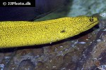 gymnothorax miliaris gymnothorax miliaris