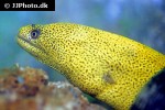 gymnothorax miliaris gymnothorax miliaris