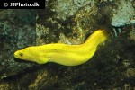gymnothorax miliaris gymnothorax miliaris