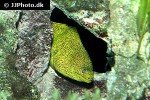 gymnothorax miliaris gymnothorax miliaris