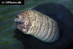gymnothorax mordax gymnothorax mordax