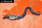 gymnothorax pictus gymnothorax pictus