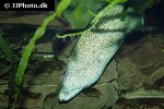 gymnothorax pictus gymnothorax pictus
