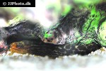 gymnothorax polyuranodon gymnothorax polyuranodon