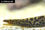 gymnothorax polyuranodon gymnothorax polyuranodon