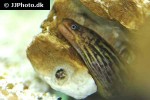 gymnothorax polyuranodon gymnothorax polyuranodon