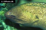 gymnothorax thyrsoideus gymnothorax thyrsoideus