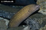 gymnothorax thyrsoideus gymnothorax thyrsoideus