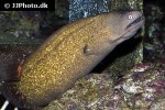 gymnothorax thyrsoideus gymnothorax thyrsoideus