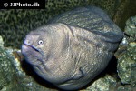 gymnothorax thyrsoideus gymnothorax thyrsoideus