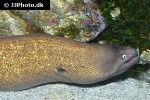 gymnothorax thyrsoideus gymnothorax thyrsoideus