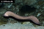 gymnothorax thyrsoideus gymnothorax thyrsoideus