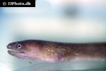 gymnothorax tile gymnothorax tile