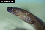 gymnothorax tile gymnothorax tile