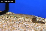 gymnothorax tile gymnothorax tile